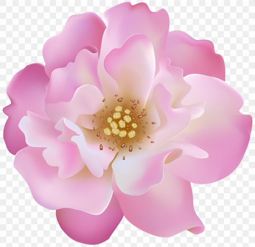 Pink Flower Cartoon, PNG, 8000x7742px, Rose, Art Museum, Blossom, Flower, Peony Download Free