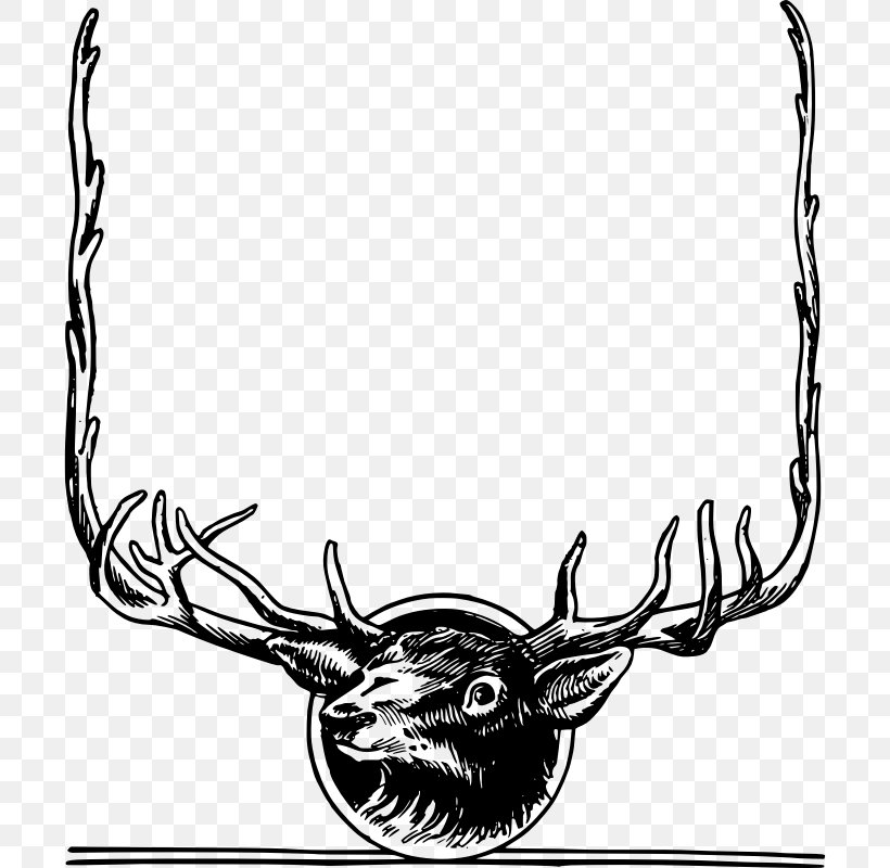 White-tailed Deer Clip Art Vector Graphics Elk, PNG, 800x800px, Deer, Antler, Borders And Frames, Deer Hunting, Elk Download Free