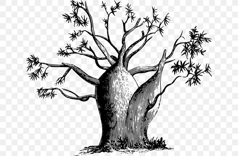 Discoveries In Australia Adansonia Gregorii Tree, PNG, 640x537px, Australia, Adansonia Digitata, Adansonia Gregorii, Art, Baobab Download Free