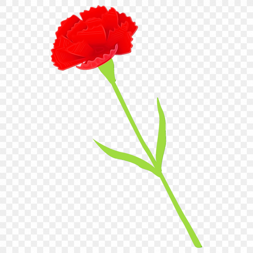 Flower Plant Red Carnation Cut Flowers, PNG, 1200x1200px, Carnation, Cut Flowers, Flower, Paint, Pedicel Download Free