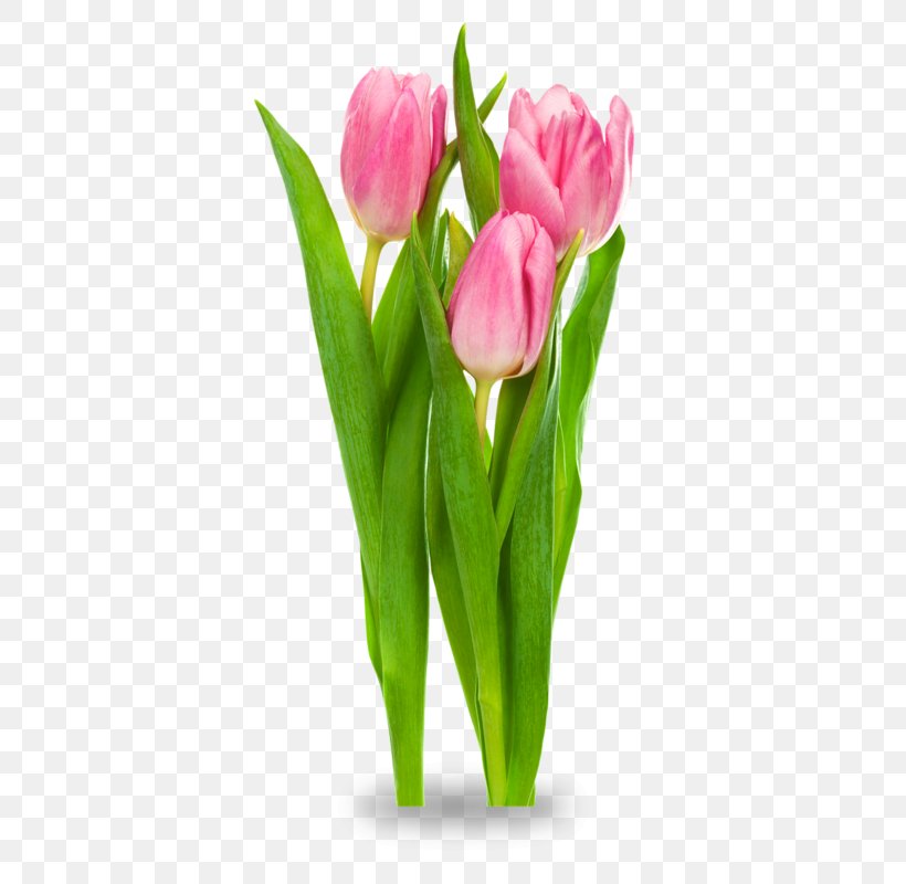 Indira Gandhi Memorial Tulip Garden Desktop Wallpaper Clip Art, PNG, 412x800px, Indira Gandhi Memorial Tulip Garden, Bud, Cut Flowers, Floral Design, Floristry Download Free