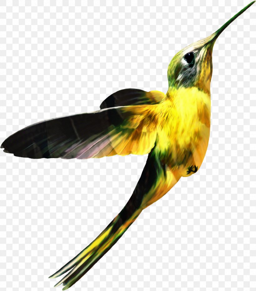 Painting Cartoon, PNG, 1103x1253px, Hummingbird, Beak, Bird, Coraciiformes, Painting Download Free