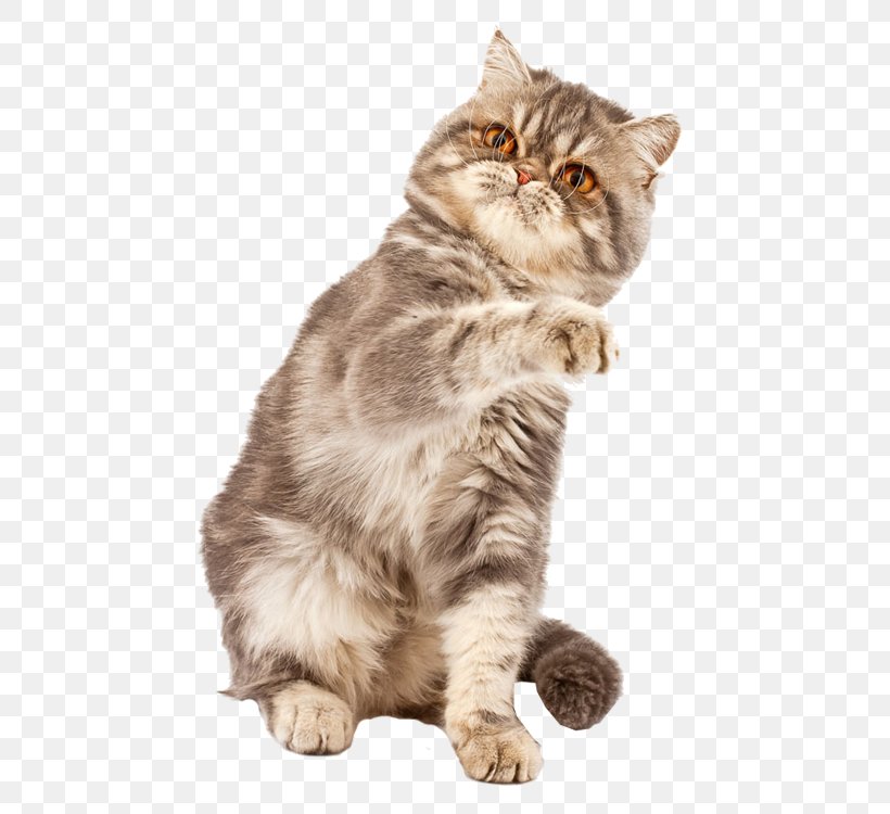 Exotic Shorthair British Shorthair Kitten Laser Pointer Stock Photography, PNG, 750x750px, Exotic Shorthair, American Bobtail, American Shorthair, American Wirehair, Asian Download Free