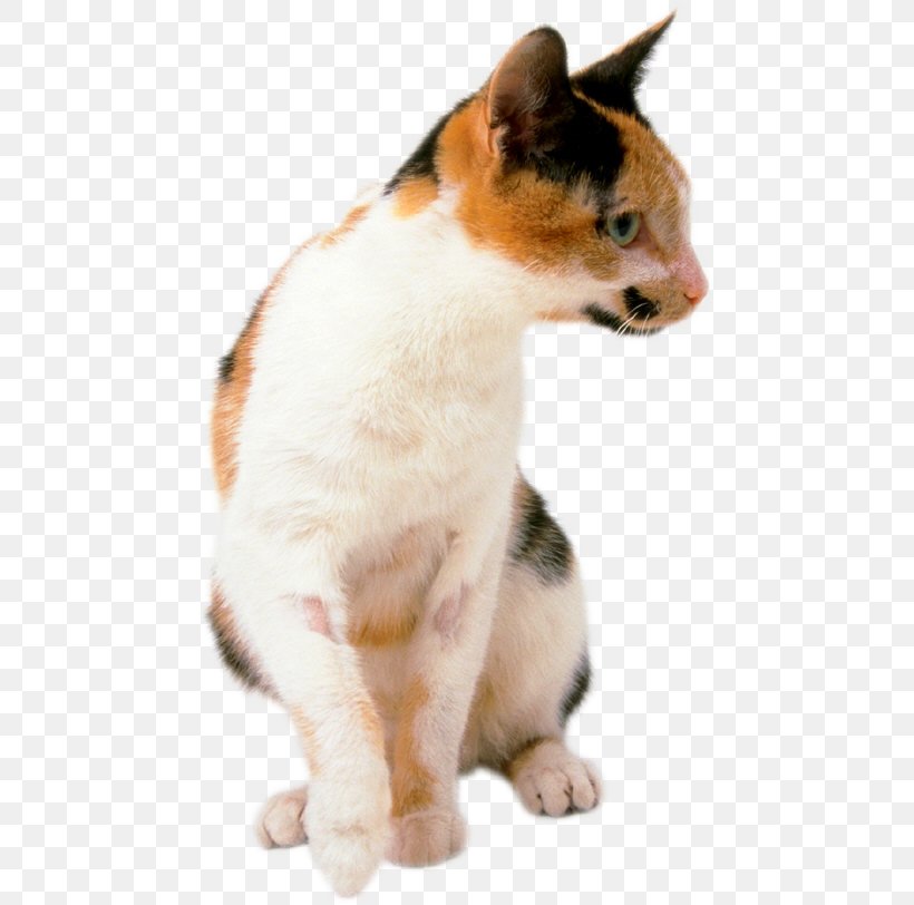 Japanese Bobtail Whiskers Aegean Cat Domestic Short-haired Cat Kitten, PNG, 467x812px, Japanese Bobtail, Aegean Cat, Breed, Calico Cat, Carnivoran Download Free