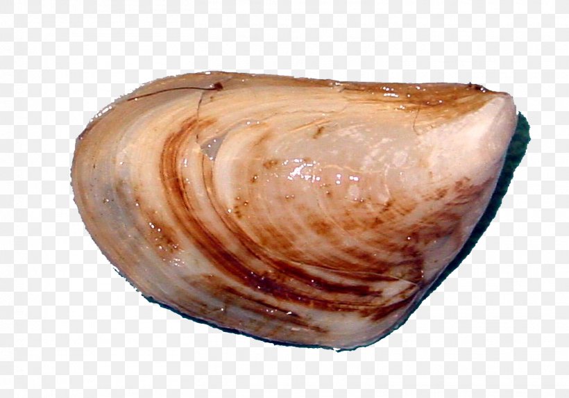 Quagga Mussel Quagga Mussel Zebra Mussel Great Lakes, PNG, 1516x1060px, Mussel, Animal Source Foods, Baltic Clam, Bivalvia, Clam Download Free
