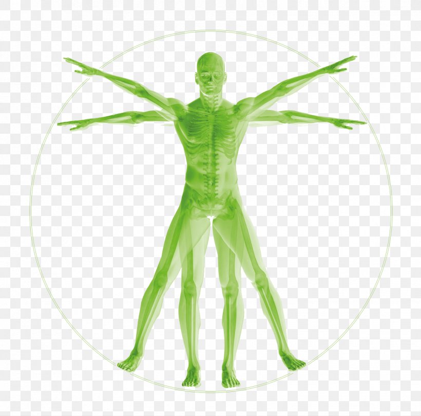 Vitruvian Man Human Body Anatomy Homo Sapiens Human Musculoskeletal System, PNG, 1708x1687px, Vitruvian Man, Anatomy, Art, Concept, Function Download Free