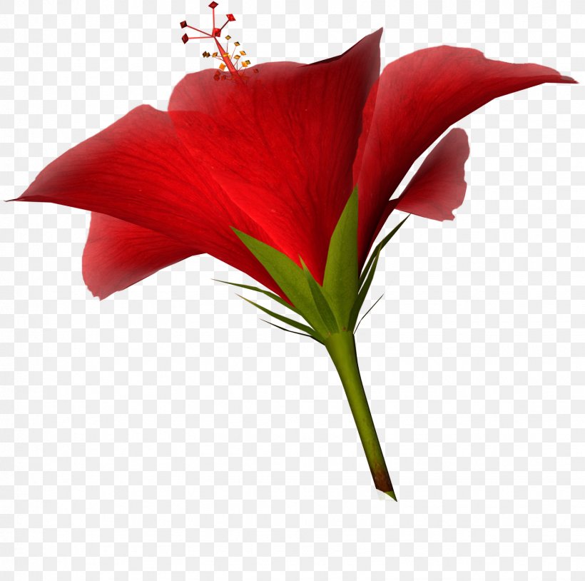 Cut Flowers Tulip Clip Art, PNG, 1542x1532px, Flower, Amaryllis, Amaryllis Belladonna, Amaryllis Family, Cut Flowers Download Free