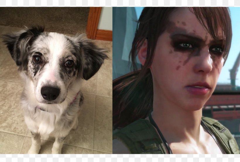 Dog Breed Metal Gear Solid V: The Phantom Pain Video Game Companion Dog, PNG, 1680x1138px, Dog Breed, Breed, Companion Dog, Dog, Dog Breed Group Download Free