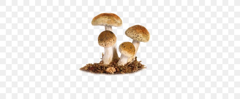 Edible Mushroom Clip Art, PNG, 500x340px, Edible Mushroom, Common Mushroom, Image Resolution, Ingredient, Medicinal Fungi Download Free
