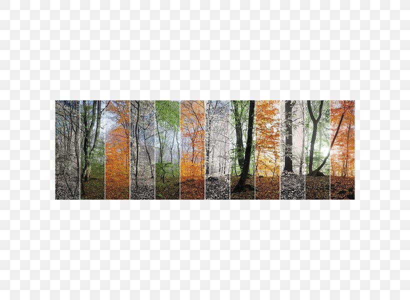 Four Seasons Hotels And Resorts Forest Photography Art, PNG, 600x600px, Four Seasons Hotels And Resorts, Art, Birch, Canvas Print, Depositphotos Download Free