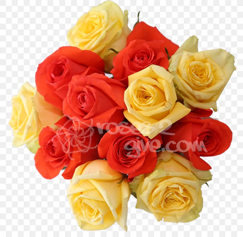 Garden Roses Yellow Orange Red Flower, PNG, 800x800px, Garden Roses, Cut Flowers, Floral Design, Floristry, Flower Download Free