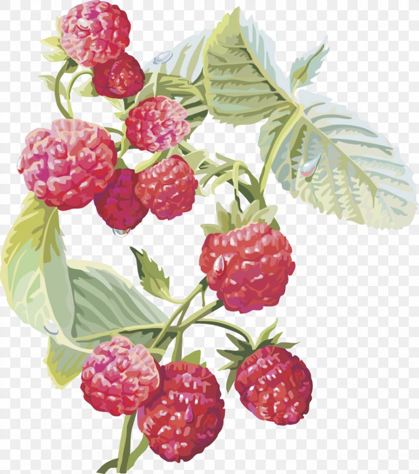 Frutti Di Bosco Red Raspberry Musk Strawberry Fruit, PNG, 883x1000px, Red Raspberry, Berry, Blackberry, Blackcurrant, Boysenberry Download Free