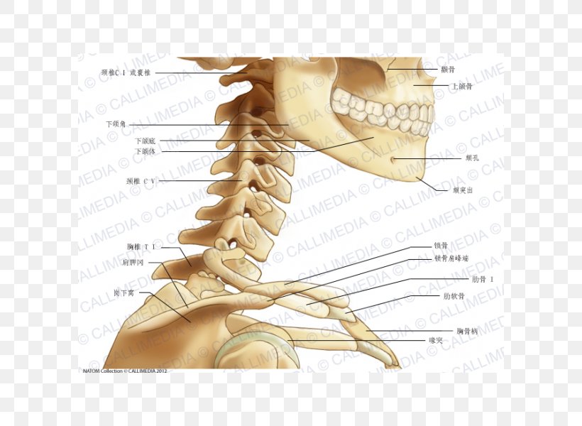 Neck Bone Anatomy Labeling