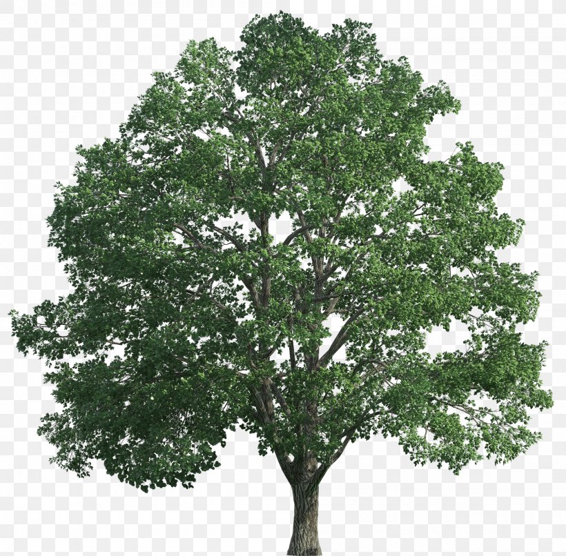Tree Desktop Wallpaper Oak Clip Art, PNG, 2000x1968px, Tree, Branch, Crown, Forest, Leaf Download Free