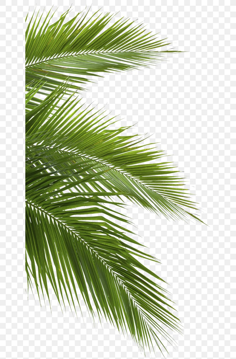Coconut Arecaceae Leaf White, PNG, 644x1245px, Coconut, Arecaceae, Arecales, Blue, Borassus Flabellifer Download Free