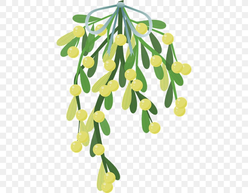 Mistletoe Halbschmarotzer Christmas Parasitic Plant, PNG, 446x640px, Mistletoe, Branch, Christmas, Evergreen, Flower Download Free