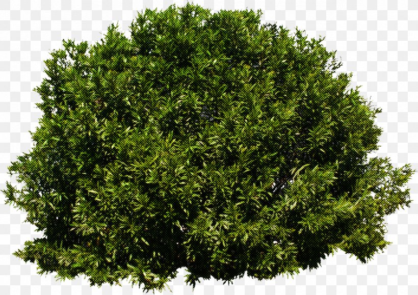 Tree Branch Silhouette, PNG, 1280x905px, Shrub, Azalea, Branch, English Yew, Evergreen Download Free