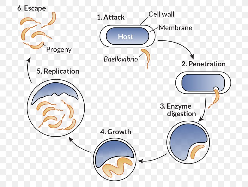 Bdellovibrio Bacteria Antibiotics Vampirococcus Infection, PNG, 730x620px, Bacteria, Antibiotics, Area, Bacterial Disease, Diagram Download Free