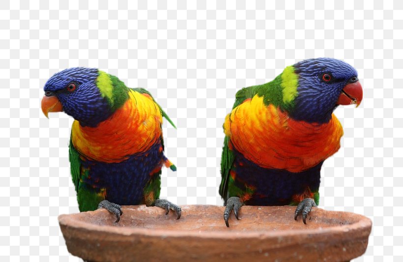Bird Perroquet Parrot Australia True Macaws, PNG, 800x533px, Bird, Australia, Beak, Bird Supply, Common Pet Parakeet Download Free