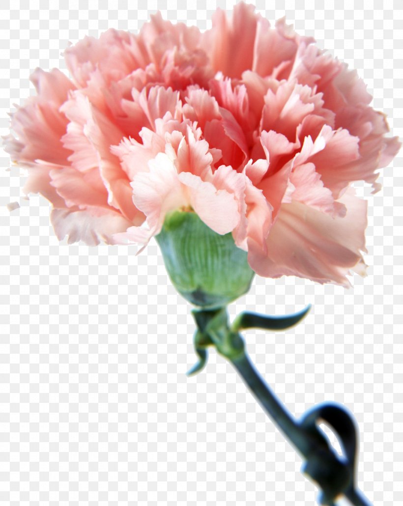 Carnation Cut Flowers Pink Mother's Day, PNG, 955x1200px, Carnation, Blossom, Clove, Cut Flowers, Dianthus Download Free