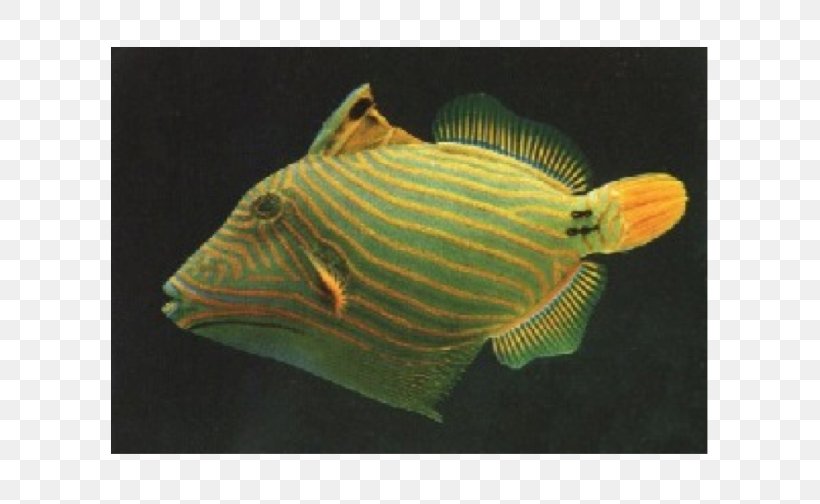 Orange-lined Triggerfish Lagoon Triggerfish Clown Triggerfish Angelfish, PNG, 600x504px, Triggerfish, Angelfish, Aquarium, Clown Triggerfish, Ecosystem Download Free