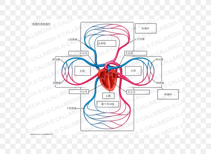 Pulmonary Circulation Lung Systemic Circulation Circulatory System Pulmonary Vein, PNG, 600x600px, Watercolor, Cartoon, Flower, Frame, Heart Download Free