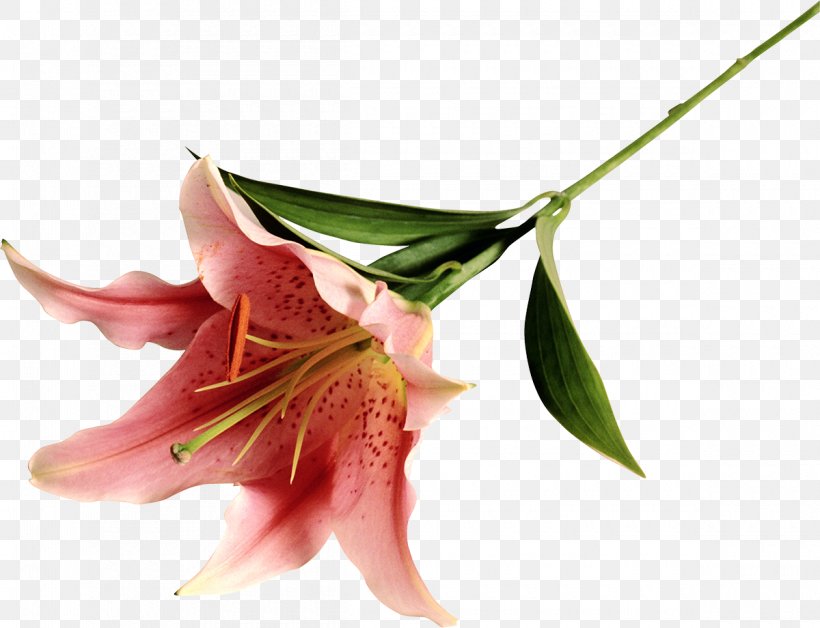 River Thames Perfume Jazz Guide: New York City Experiment Lilium, PNG, 1200x920px, River Thames, Alstroemeriaceae, Amaryllis Belladonna, Chemistry, Eau De Parfum Download Free