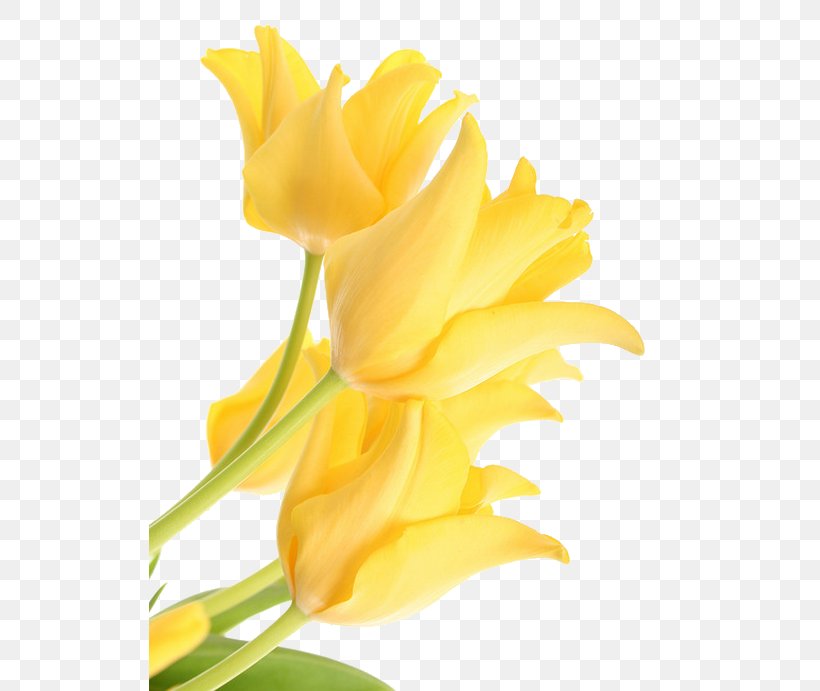 Tulip Flower Clip Art Yellow Image, PNG, 521x691px, Tulip, Botany, Closeup, Cut Flowers, Floral Design Download Free