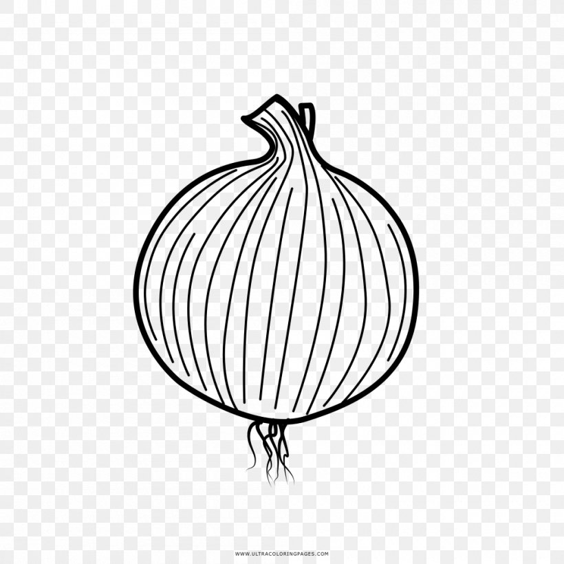 onion drawing