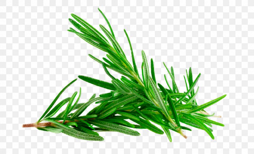 Herbaceous Plant Rosemary Gum Trees Essential Oil, PNG, 1000x608px, Herb, Aerosol Spray, Aquarium Decor, Essential Oil, Extract Download Free