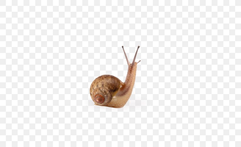 Snail Escargot Caracol Mucus, PNG, 607x500px, Snail, Blog, Caracol, Escargot, Flooring Download Free