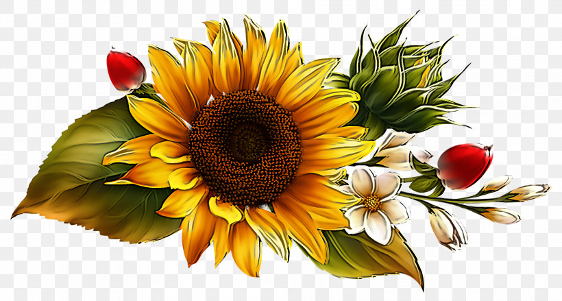 Sunflower, PNG, 2015x1081px, Flower, Cut Flowers, Gazania, Petal, Plant Download Free