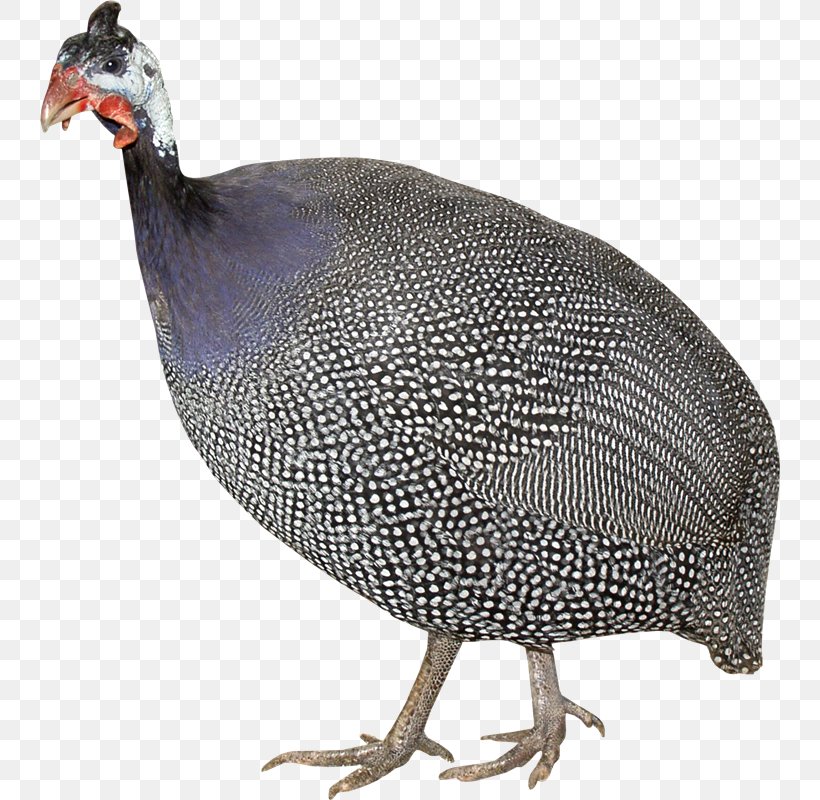 Turkey Domestic Guineafowl Chicken Poultry Clip Art, PNG, 740x800px, Turkey, Animal, Beak, Bird, Chicken Download Free