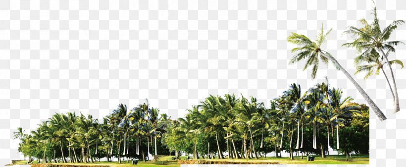 Coconut Grove Arecaceae, PNG, 1219x501px, Arecaceae, Arecales, Artworks, Coconut, Coconut Grove Download Free