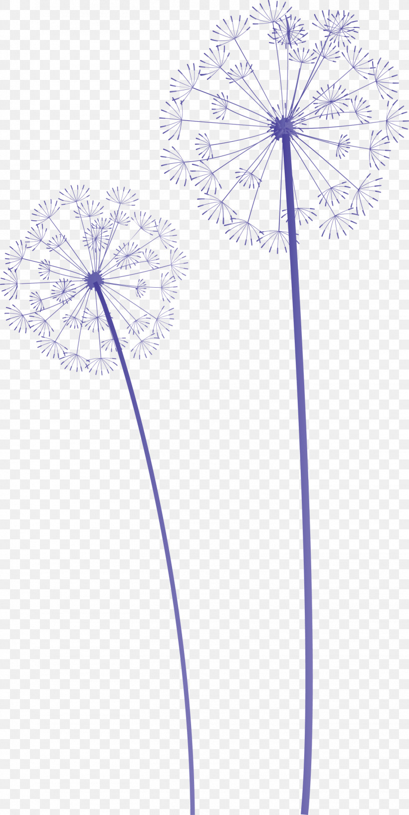 Dandelion, PNG, 1507x3000px, Dandelion, Biology, Flora, Flower, Geometry Download Free