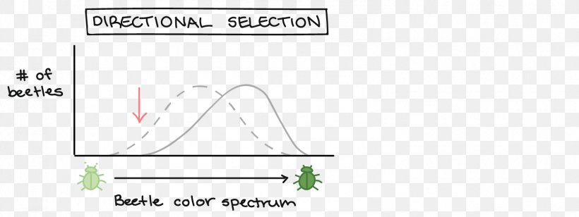 Directional Selection Natural Selection Evolution Disruptive Selection Hardy–Weinberg Principle, PNG, 1583x596px, Directional Selection, Allele, Allele Frequency, Area, Biology Download Free