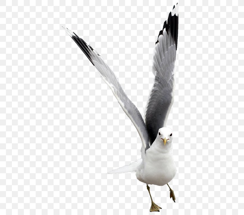 Feather, PNG, 409x720px, Bird, Beak, European Herring Gull, Feather, Great Blackbacked Gull Download Free