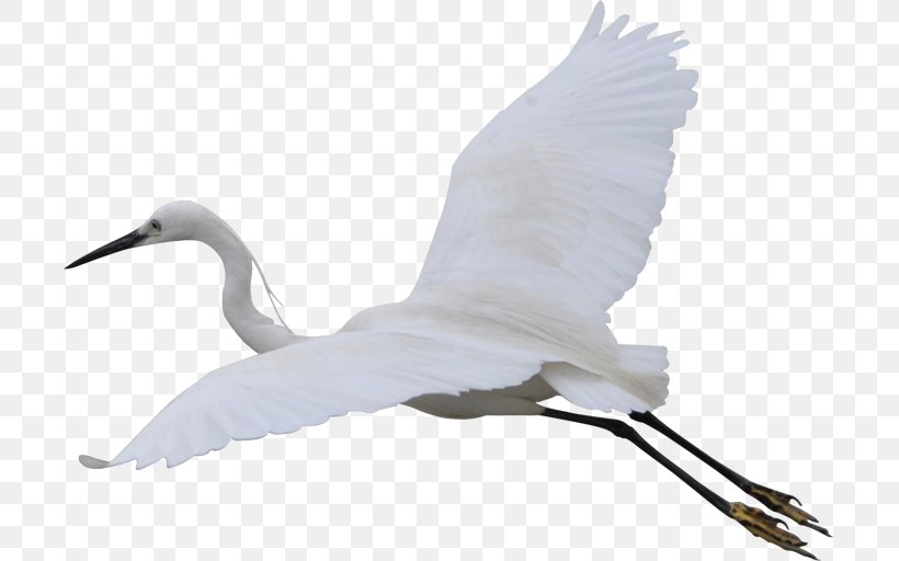 Fujian White Crane Bird Cygnini, PNG, 703x512px, Crane, Beak, Bird, Crane Like Bird, Cygnini Download Free