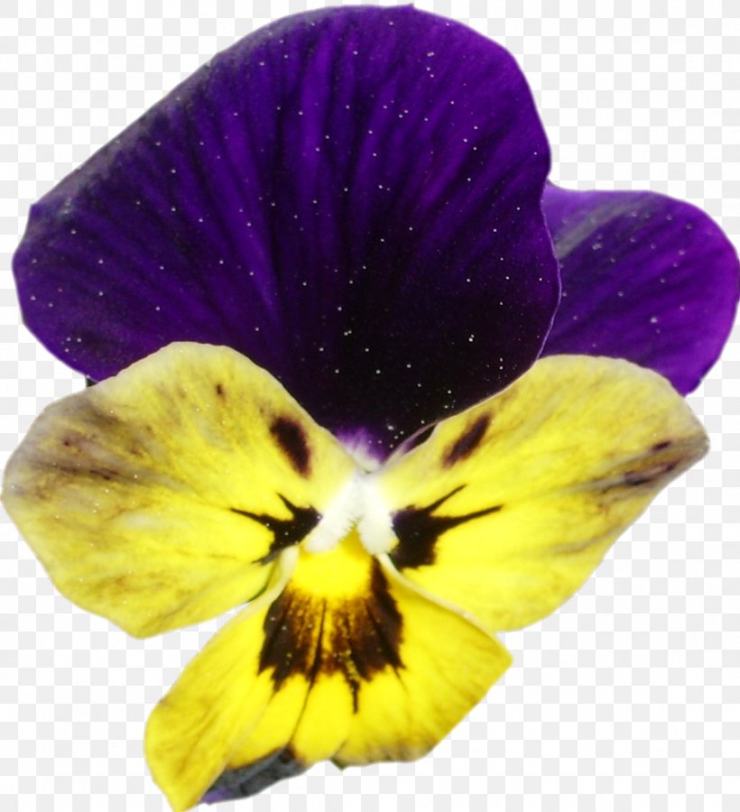 Pansy Violet Advertising July 0, PNG, 1117x1226px, 2017, Pansy, Advertising, Flower, Flowering Plant Download Free