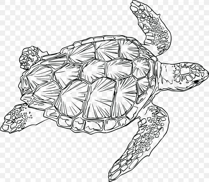 Sea Turtle Reptile Clip Art Drawing, PNG, 4000x3490px, Turtle, Art, Artwork, Black And White, Body Jewelry Download Free