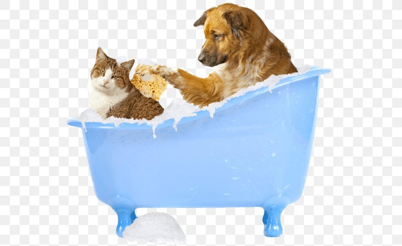 Cat Dog Grooming Pet Veterinarian Pug, PNG, 557x503px, Cat, Abbey Road Grooming, Bark, Bathing, Bathtub Download Free