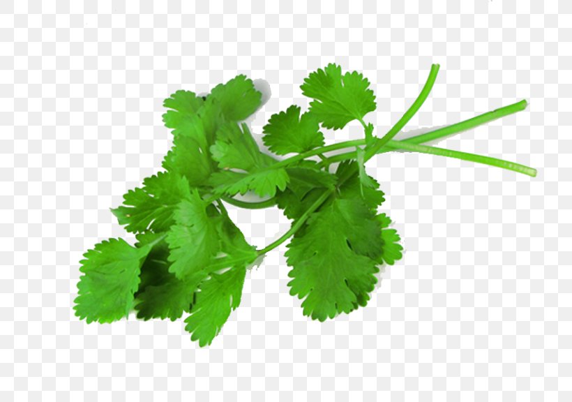 Coriander Herb Medicinal Plants Leaf, PNG, 768x576px, Coriander, Bitters, Coriandrum, Flavor, Food Download Free