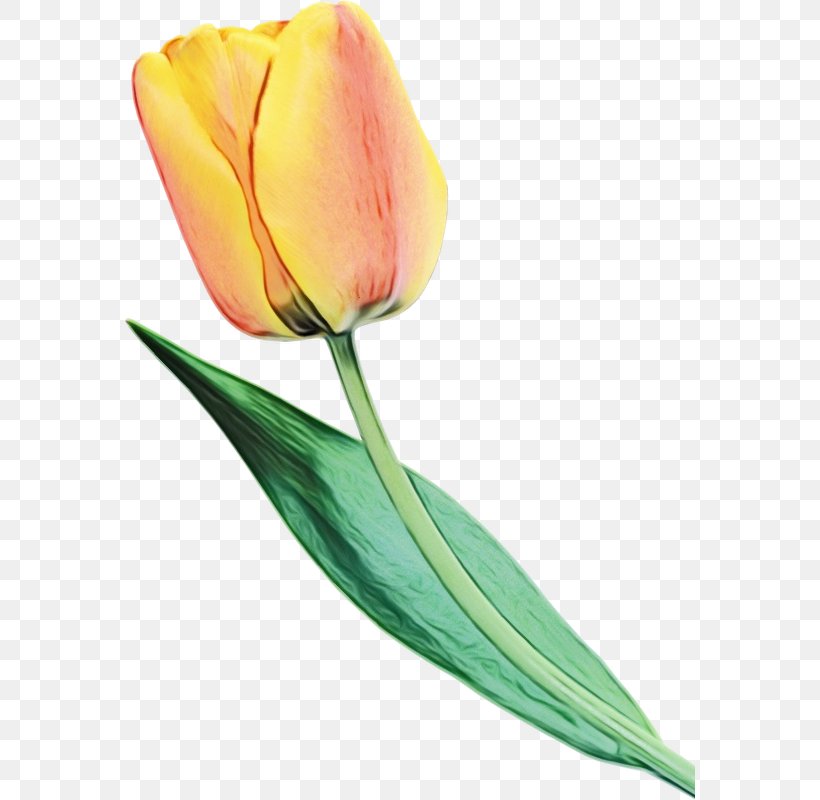 Flowers Background, PNG, 570x800px, Tulip, Bud, Cut Flowers, Flower, Leaf Download Free