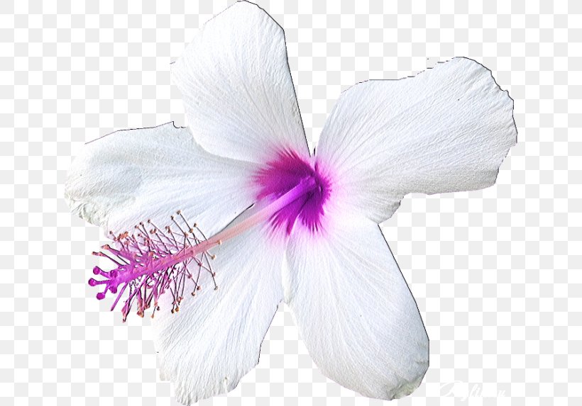 Hibiscus, PNG, 640x573px, Hibiscus, Flower, Flowering Plant, Lilac, Mallow Family Download Free