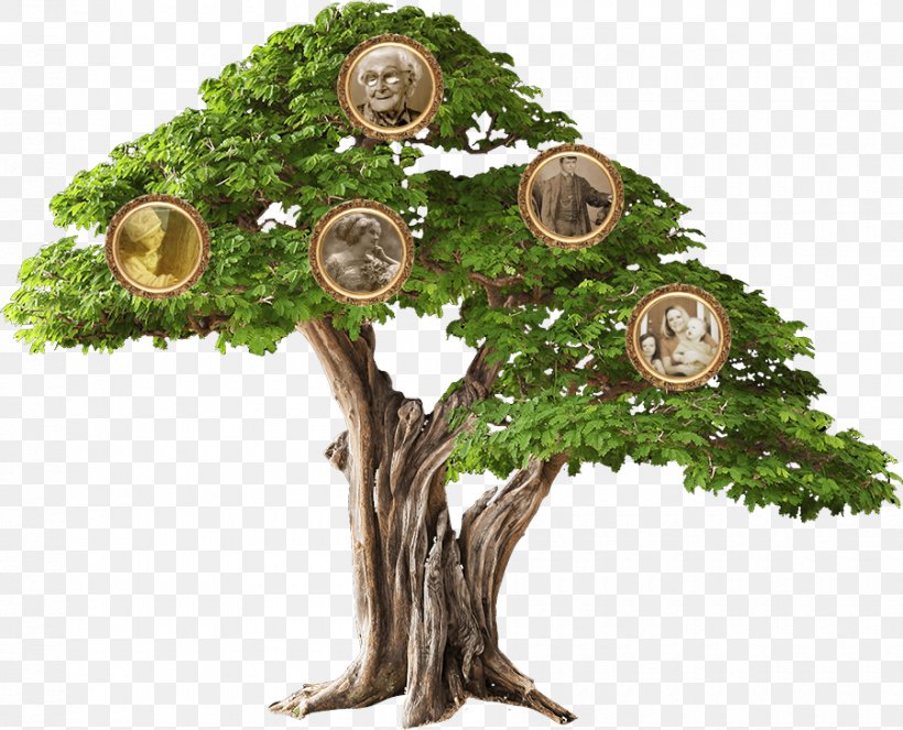 Branch Genealogy Family Guymon Physical Therapy & Wellness עבודת שורשים, PNG, 900x728px, Branch, Bar Mitzvah, Family, Family Tree, Father Download Free