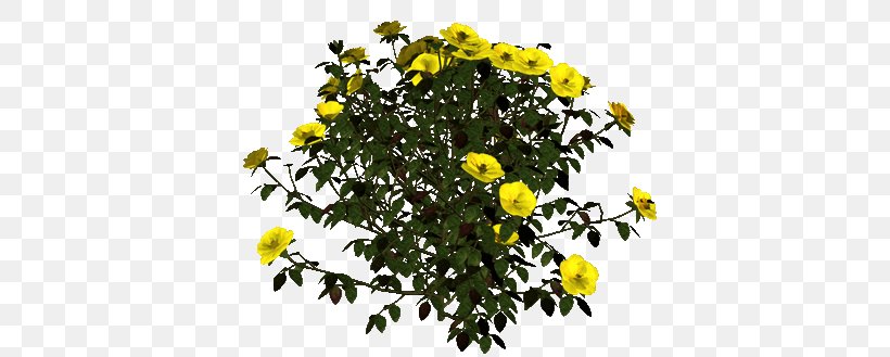 Chrysanthemum Shrub Annual Plant, PNG, 400x329px, Chrysanthemum, Annual Plant, Chrysanths, Daisy Family, Flower Download Free