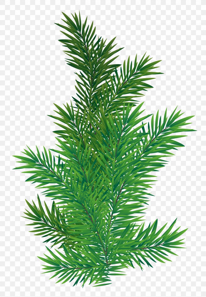 Fir Scots Pine Spruce Clip Art, PNG, 2695x3886px, Fir, Branch, Christmas, Christmas Tree, Conifer Download Free