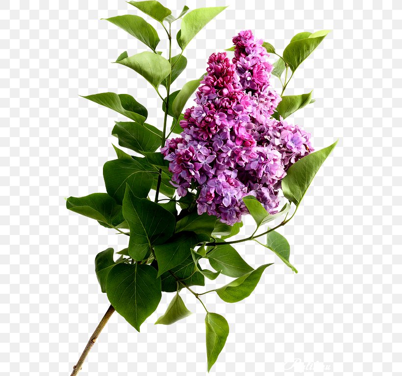 Lilac Flower - Flower Stock Photography High-definition Video PNG