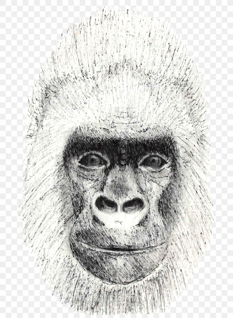 Monkey Cartoon, PNG, 1101x1502px, Monkey, Ape, Drawing, Face, Gibbon Download Free