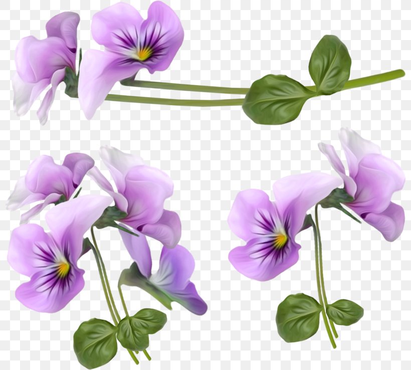 Flower Violet Clip Art, PNG, 800x739px, Flower, Annual Plant, Art, Blog, Blume Download Free